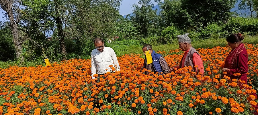 सयपत्री बेचेर नौ लाख आम्दानी